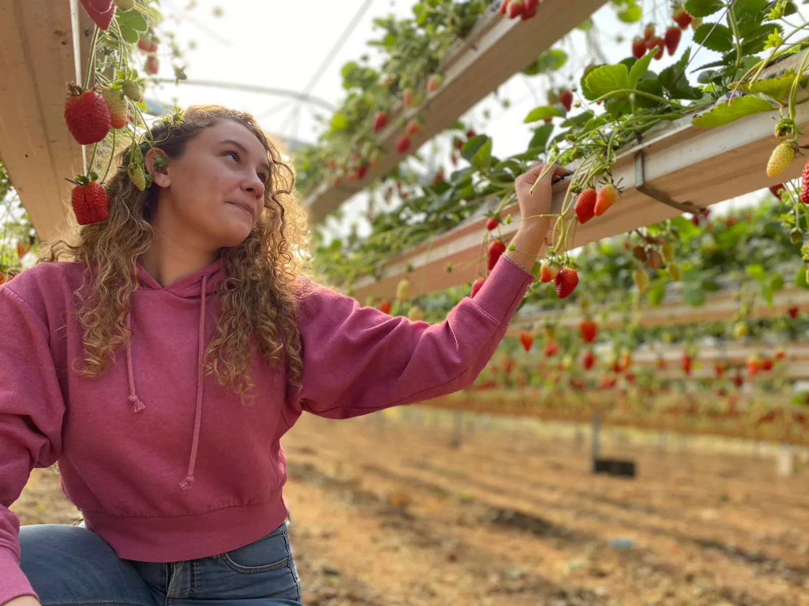 קוטפת מושיטה יד לתות שדה בשל התלוי בגובה הפנים, בשורה מקורה בחממה