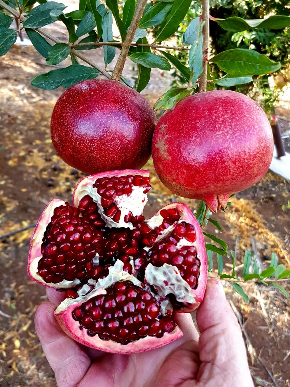 רימון פתוח מלא גרגרים אדומים, מוחזק ביד מול עץ הרימונים